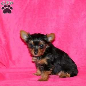 Hailey, Yorkie Puppy