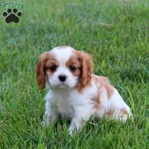 Hailey, Cavalier King Charles Spaniel Puppy
