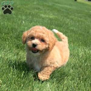 Hailey, Bich-Poo Puppy