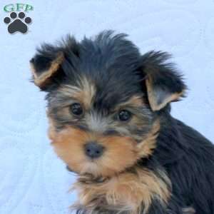 Hailey, Yorkie Puppy