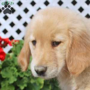 Hailey, Golden Retriever Puppy
