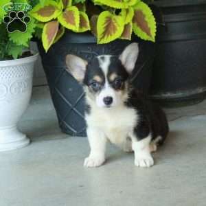 Hailey, Pembroke Welsh Corgi Puppy