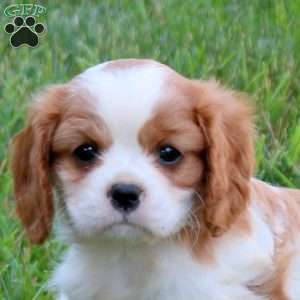 Hailey, Cavalier King Charles Spaniel Puppy