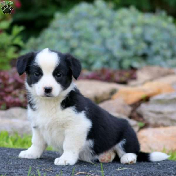 Hailey, Welsh Corgi Mix Puppy
