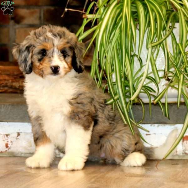 Hailey, Mini Bernedoodle Puppy