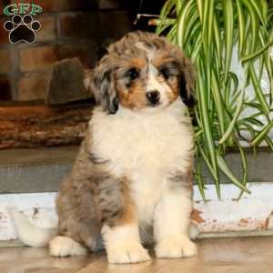 Hailey, Mini Bernedoodle Puppy