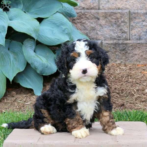 Hamlet, Mini Bernedoodle Puppy
