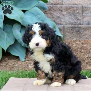 Hamlet, Mini Bernedoodle Puppy