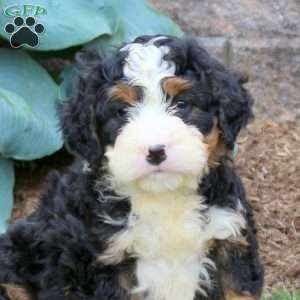Hamlet, Mini Bernedoodle Puppy
