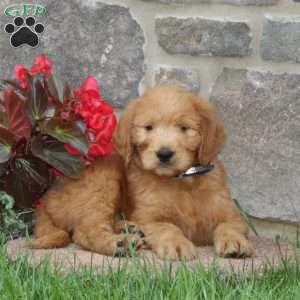 Hank, Goldendoodle Puppy