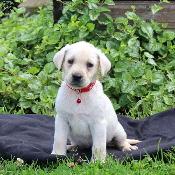 Hank, Yellow Labrador Retriever Puppy