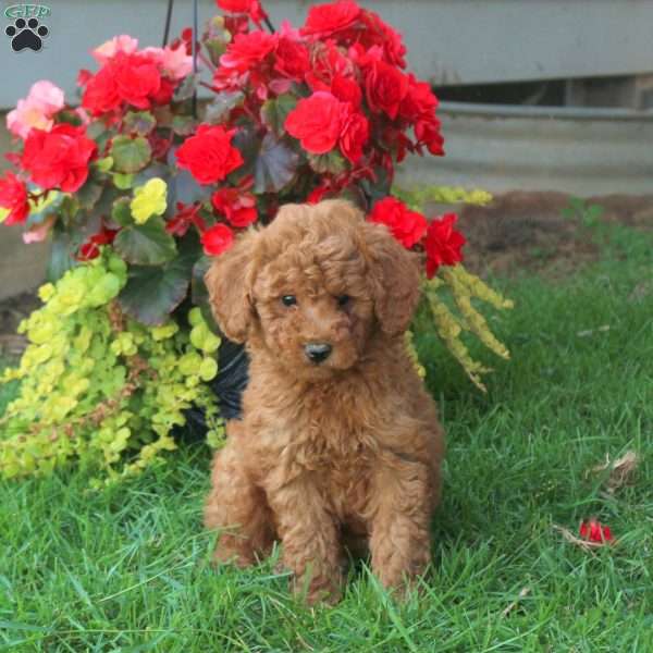 Hank, Mini Goldendoodle Puppy