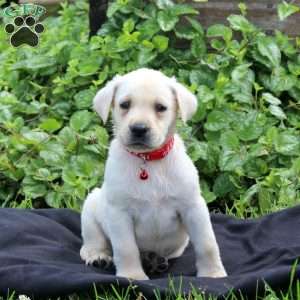 Hank, Yellow Labrador Retriever Puppy