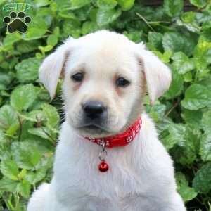 Hank, Yellow Labrador Retriever Puppy