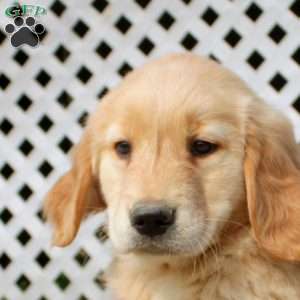 Hank, Golden Retriever Puppy