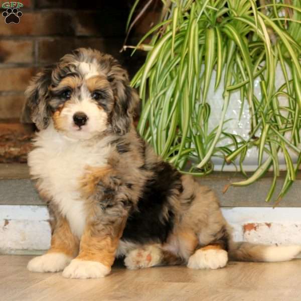 Hank, Mini Bernedoodle Puppy
