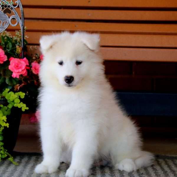 Hank, Samoyed Puppy