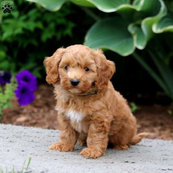 Hank, Cockapoo Puppy
