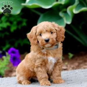 Hank, Cockapoo Puppy