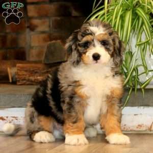Hank, Mini Bernedoodle Puppy