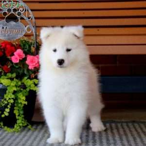 Hank, Samoyed Puppy