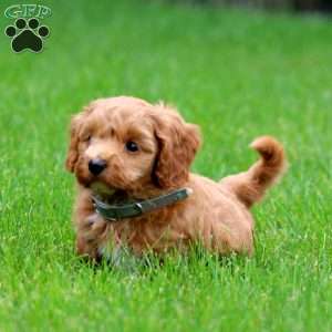 Hank, Cockapoo Puppy