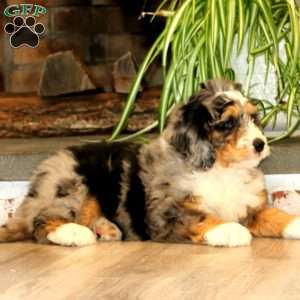 Hank, Mini Bernedoodle Puppy