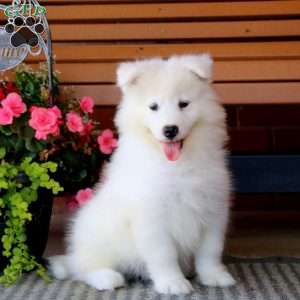 Hank, Samoyed Puppy