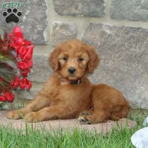 Hannah, Goldendoodle Puppy