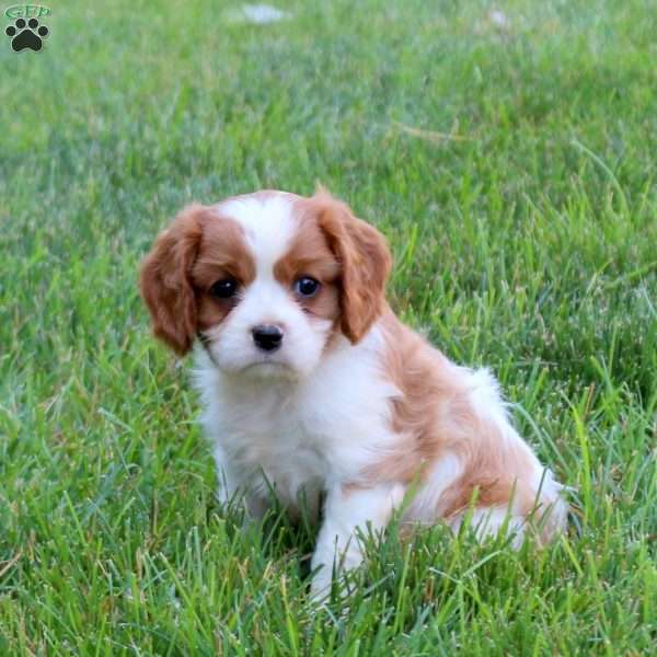 Hannah, Cavalier King Charles Spaniel Puppy