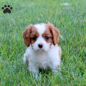 Hannah, Cavalier King Charles Spaniel Puppy