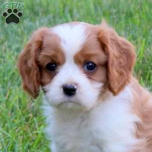 Hannah, Cavalier King Charles Spaniel Puppy