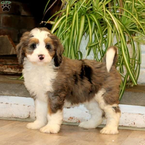 Hannah, Mini Bernedoodle Puppy