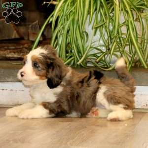 Hannah, Mini Bernedoodle Puppy