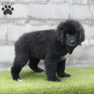 Hannah, Newfoundland Puppy
