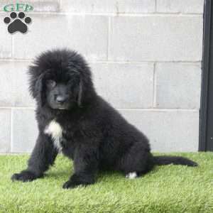 Hannah, Newfoundland Puppy