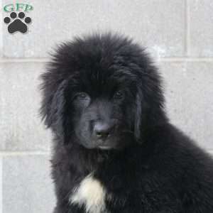 Hannah, Newfoundland Puppy
