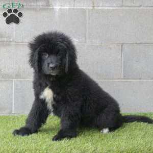 Hannah, Newfoundland Puppy