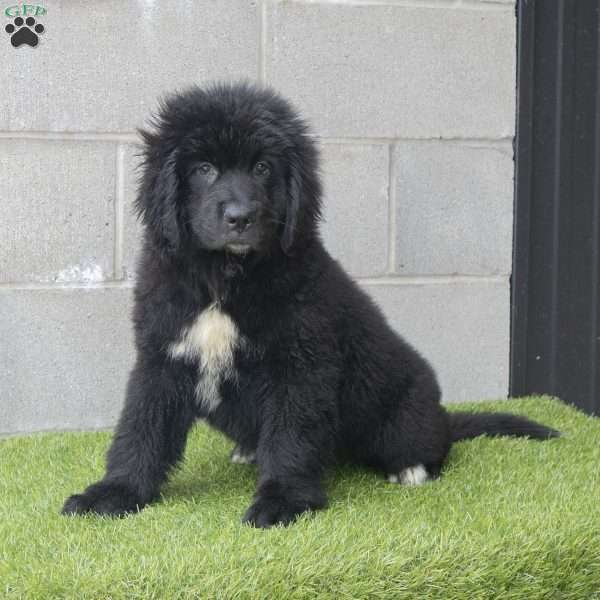 Hannah, Newfoundland Puppy
