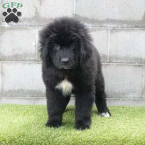Hannah, Newfoundland Puppy