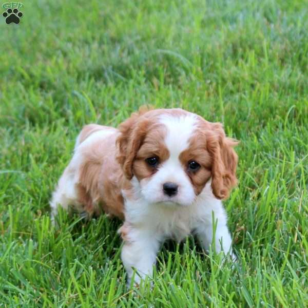 Happy, Cavalier King Charles Spaniel Puppy