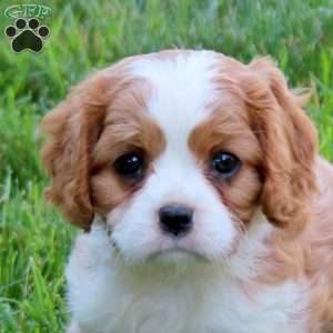 Happy, Cavalier King Charles Spaniel Puppy