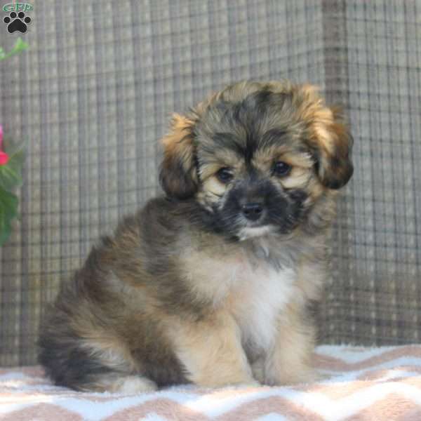 Happy, Shorkie-Poo Puppy