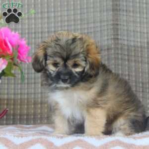 Happy, Shorkie-Poo Puppy