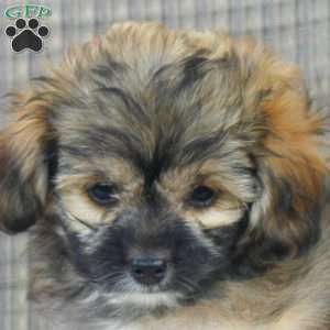 Happy, Shorkie-Poo Puppy