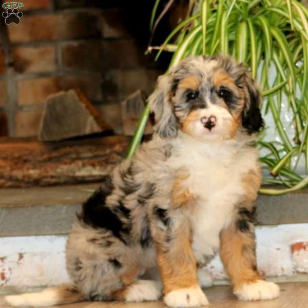 Happy, Mini Bernedoodle Puppy