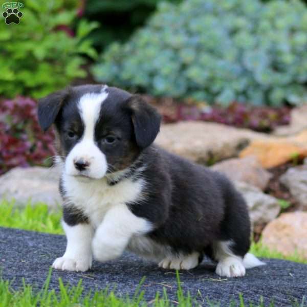 Happy, Welsh Corgi Mix Puppy