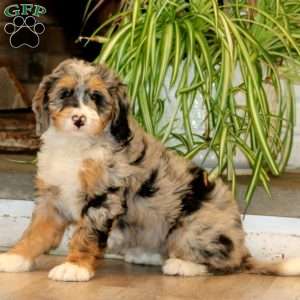 Happy, Mini Bernedoodle Puppy