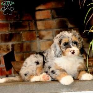 Happy, Mini Bernedoodle Puppy