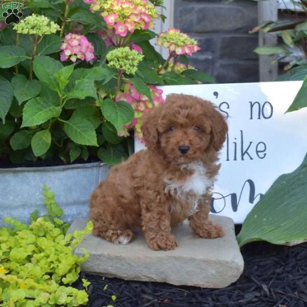 Harley, Toy Poodle Puppy